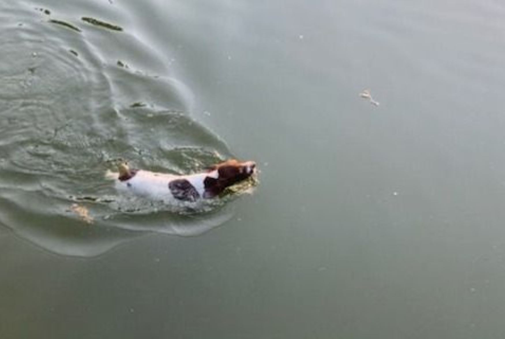 German Shorthaired Pointer Swimming in A Lake