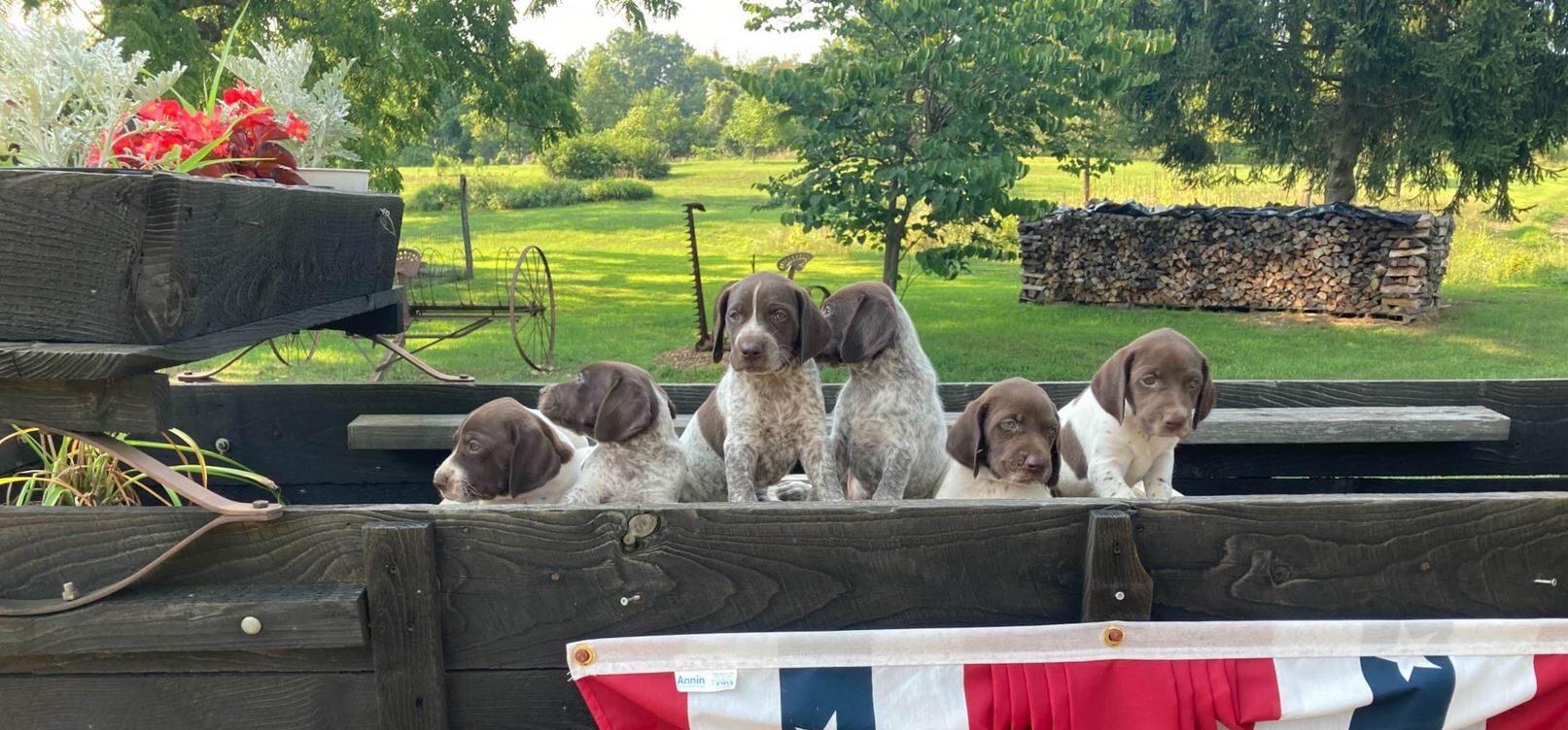German Shorthaired Pointerpuppies in a wagon